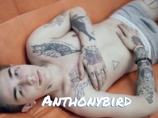 Anthonybird