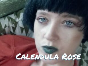Calendula_Rose