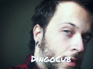 DingoCub