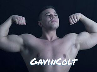 GavinColt