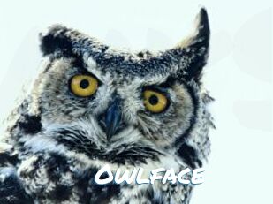 Owlface