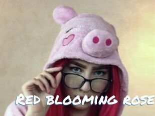 Red_blooming_rose